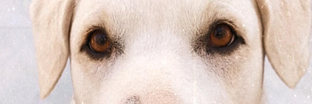 onomeatropellau banner