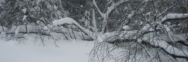 BeeJeanine Profile Banner