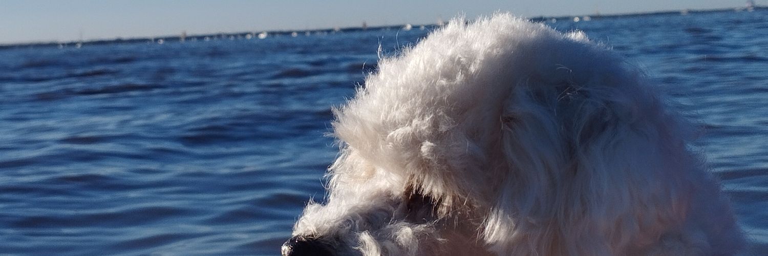 mscabre's profile banner image