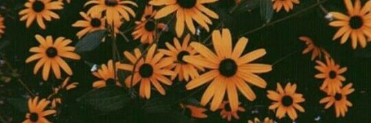 camiizapata3's profile banner image