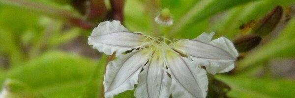 sagitaninta Profile Banner