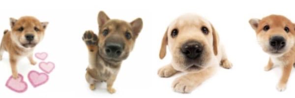 Puppy (˶˃ ᵕ ˂˶) edtwt banner