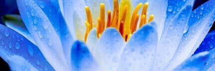 Sandra2718's profile banner image