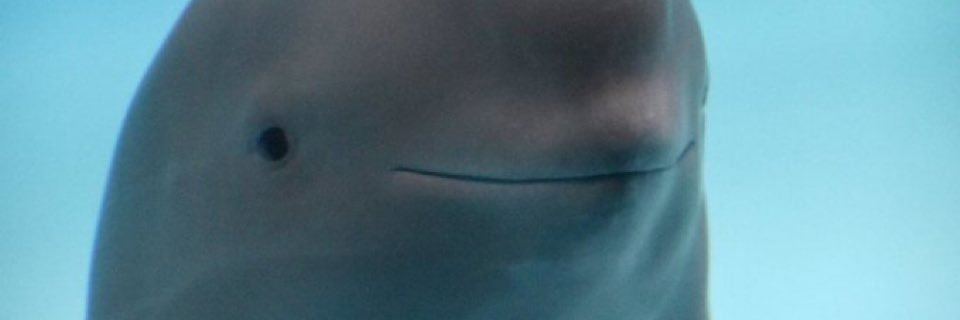 _nootellaa's profile banner image