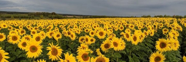 IPCoachZ's profile banner image