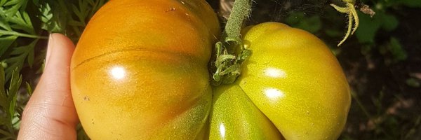 NadineSandcroft Profile Banner