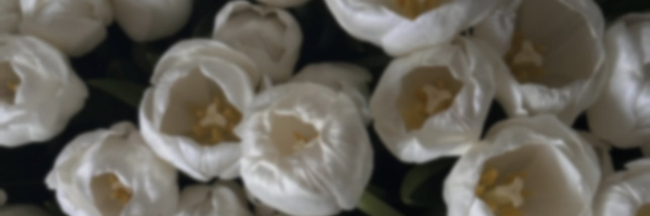 Elis_Elza's profile banner image