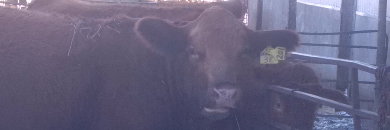 Chad Burley 🐂 banner