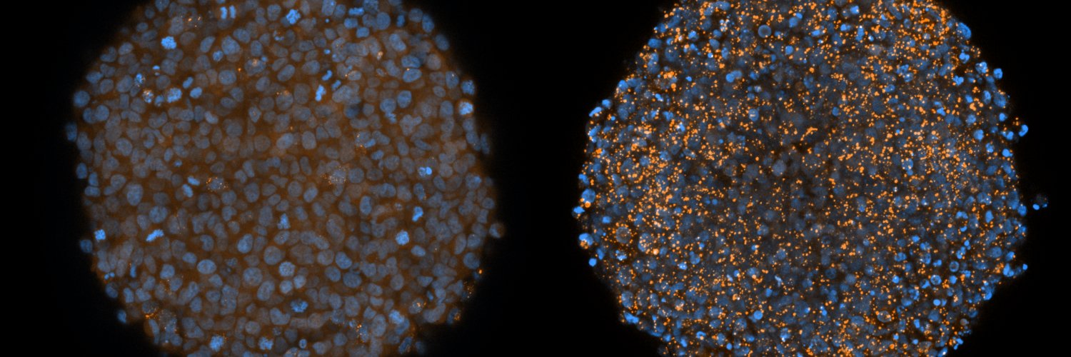 RNA Therapeutics in Cancer banner