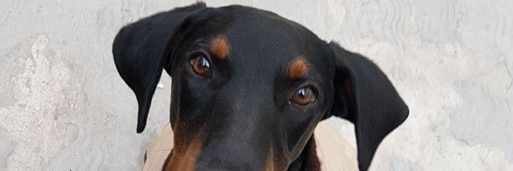 Quicho banner