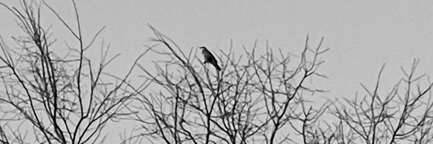 Julia Shortreed banner