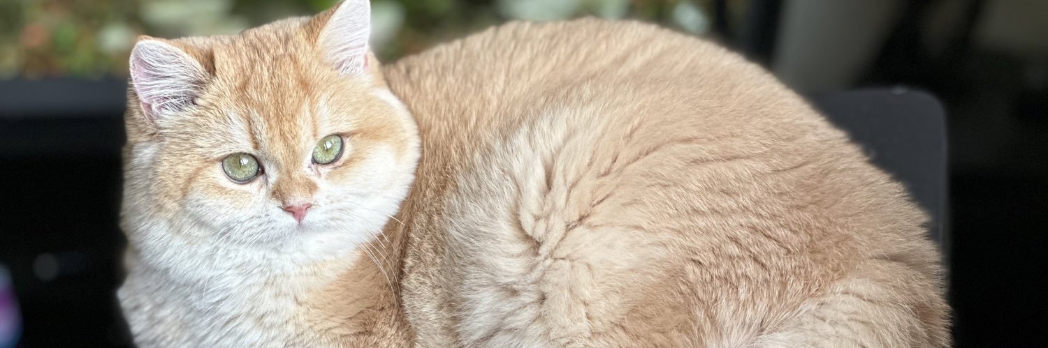 kittensale8's profile banner image