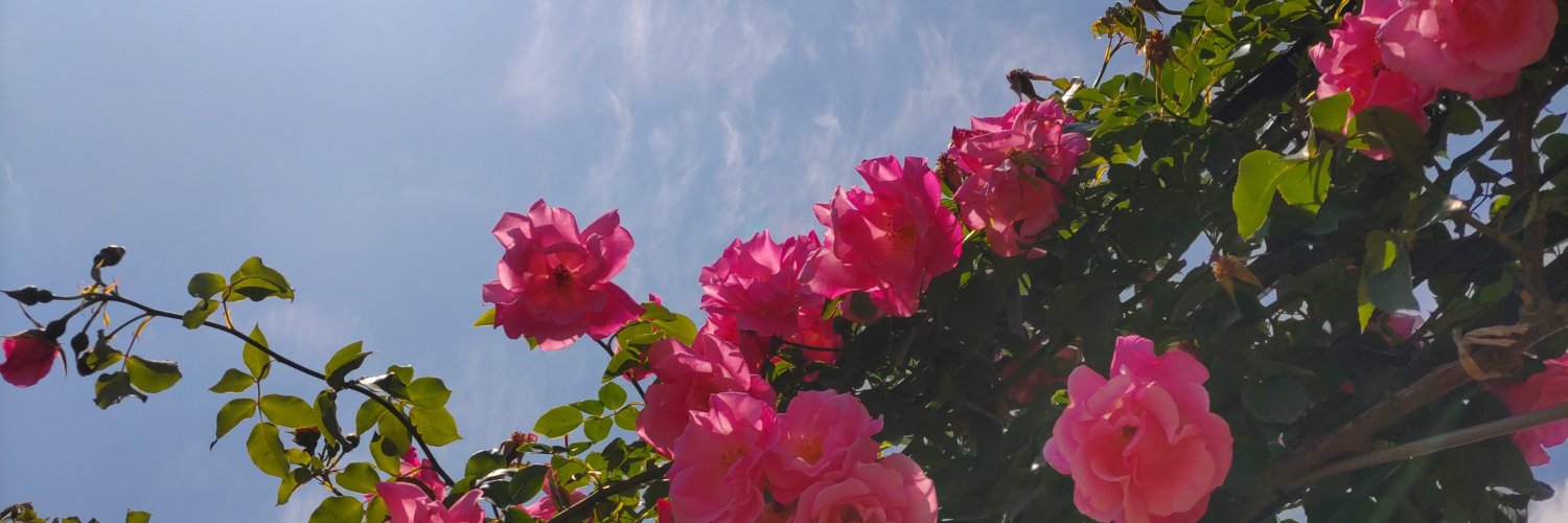 nagitose__sing's profile banner image
