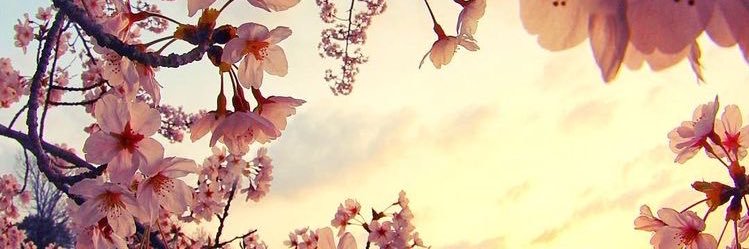 sidpigg's profile banner image