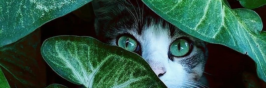 KoruCihan's profile banner image