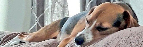 wonderbeagmurph Profile Banner