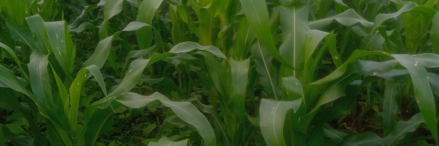 aldi_silaji's profile banner image