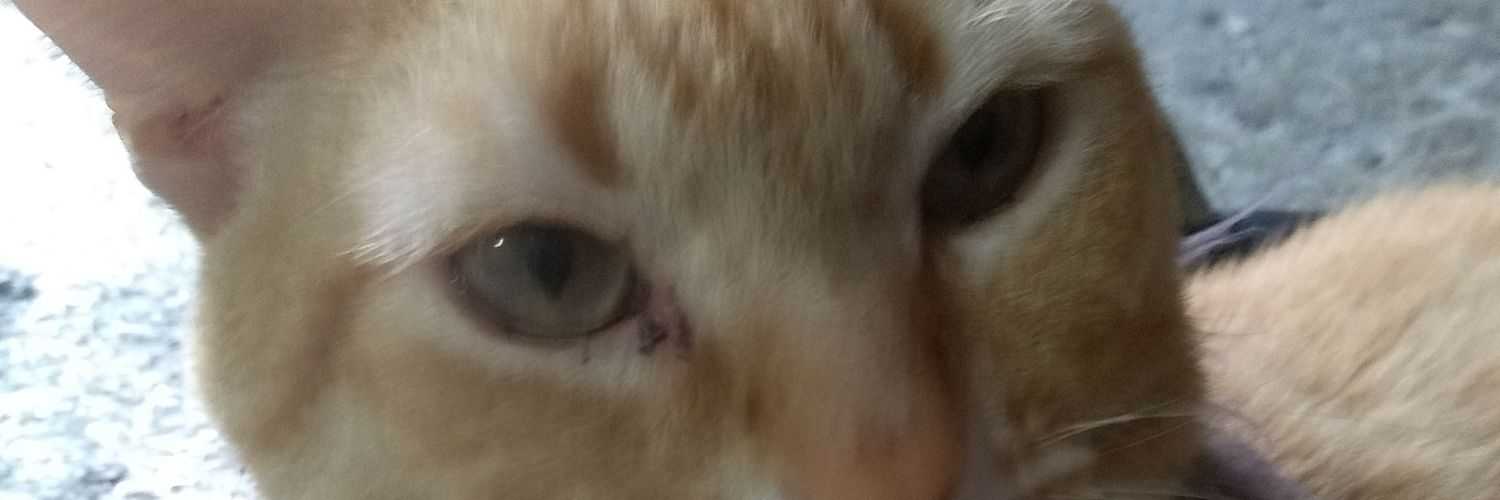 CUTITI12's profile banner image