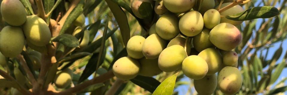 سلمان عبيد عواد الجهني banner