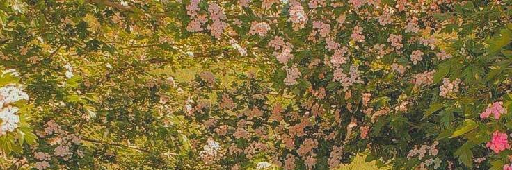 sh_tsj13's profile banner image