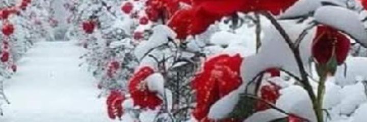 Halil3261's profile banner image