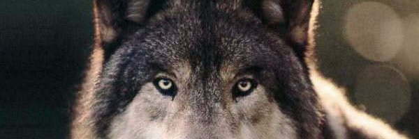 SergioMaldivia's profile banner image