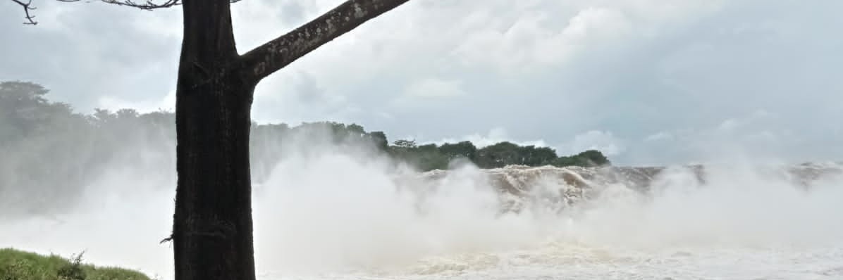 dPear83's profile banner image