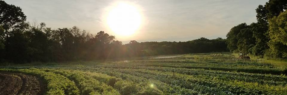WellspringInc's profile banner image
