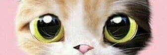 BeeWaratchaya's profile banner image