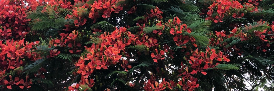 lizziebennet🕊 banner