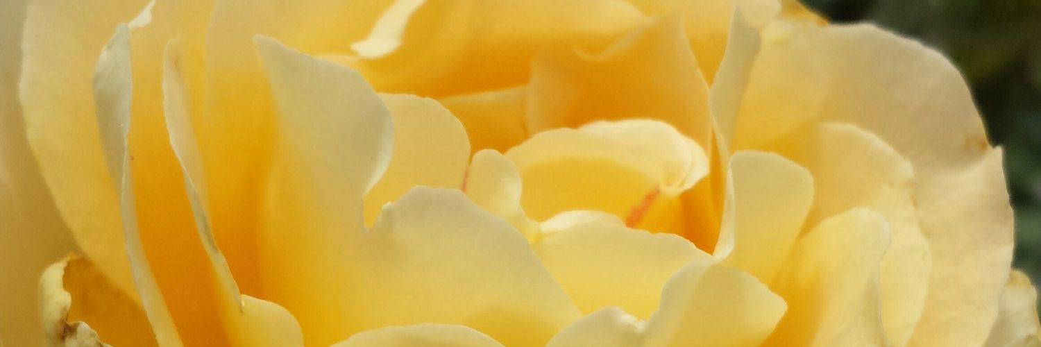PinkLunarFlower's profile banner image