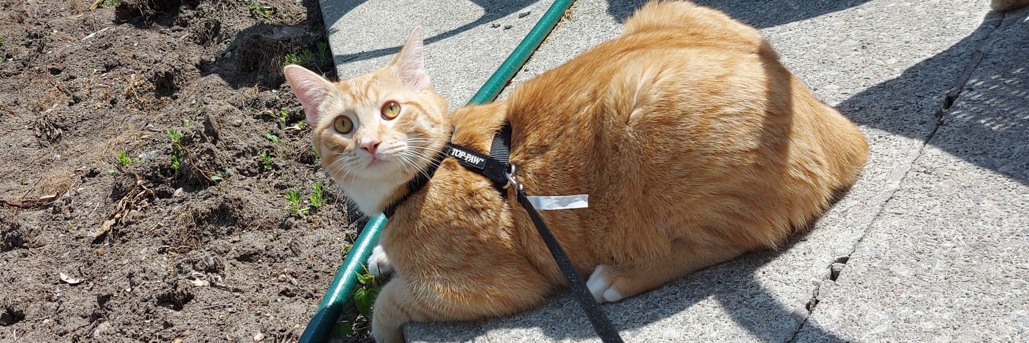 Chloé Pearson banner