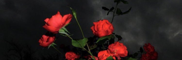 ngaipoin's profile banner image