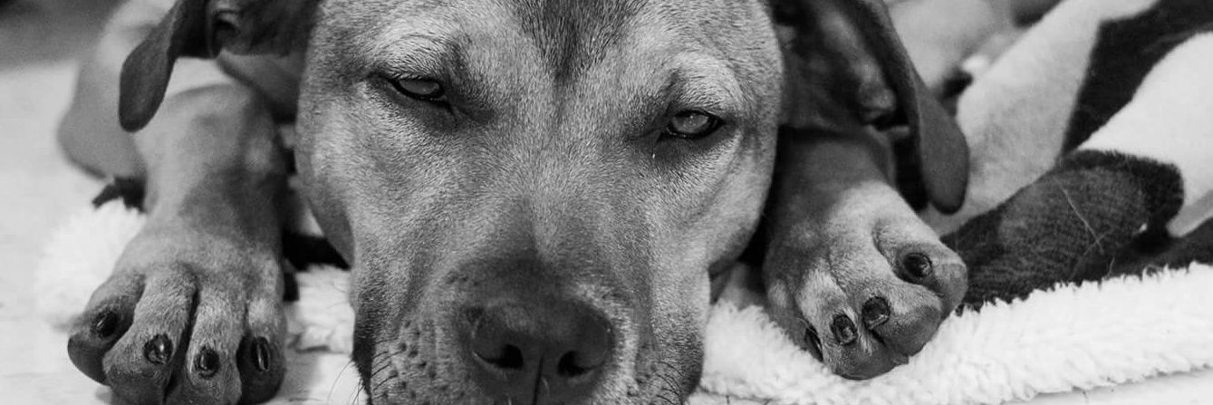 Hearts of Hope Dog Rescue banner
