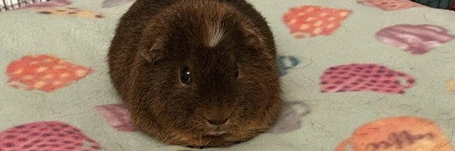 Guinea Pig Central banner