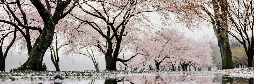 Sheree Bryant banner