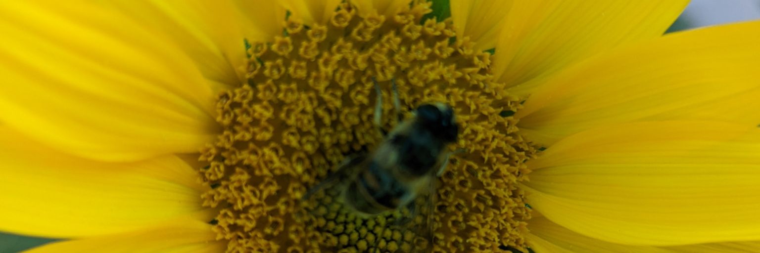 ᴹᵉᵉʳˢᶜʰʷᵉⁱⁿᶜʰᵉⁿᵈᵃᵈᵈʸ🇺🇦🇬🇧🇮🇱 banner