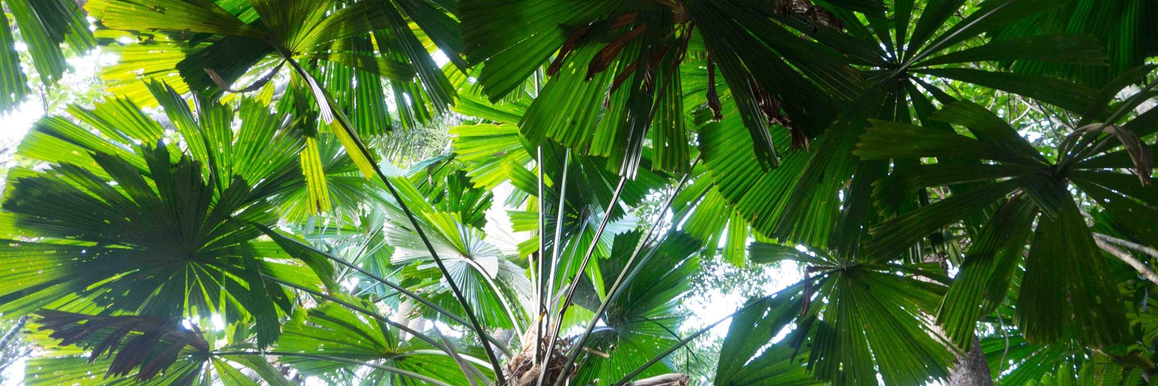 Ya Yang 杨涯 banner