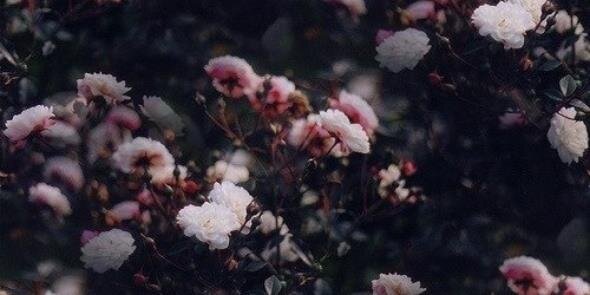 hapni_kisa_'s profile banner image