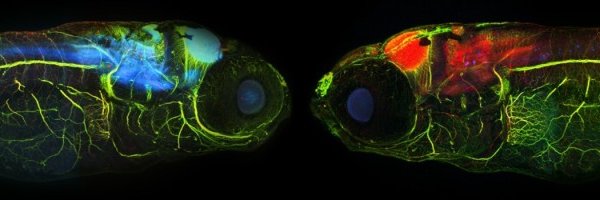 AnyiZhang2 Profile Banner