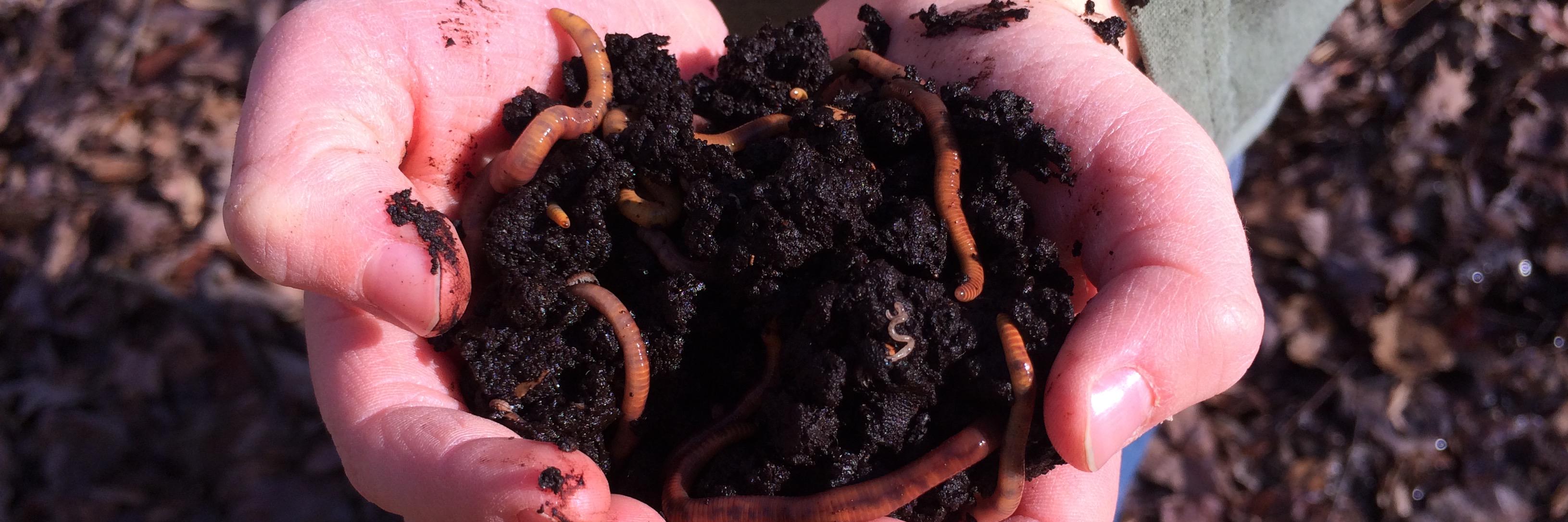 WormCompost's profile banner image