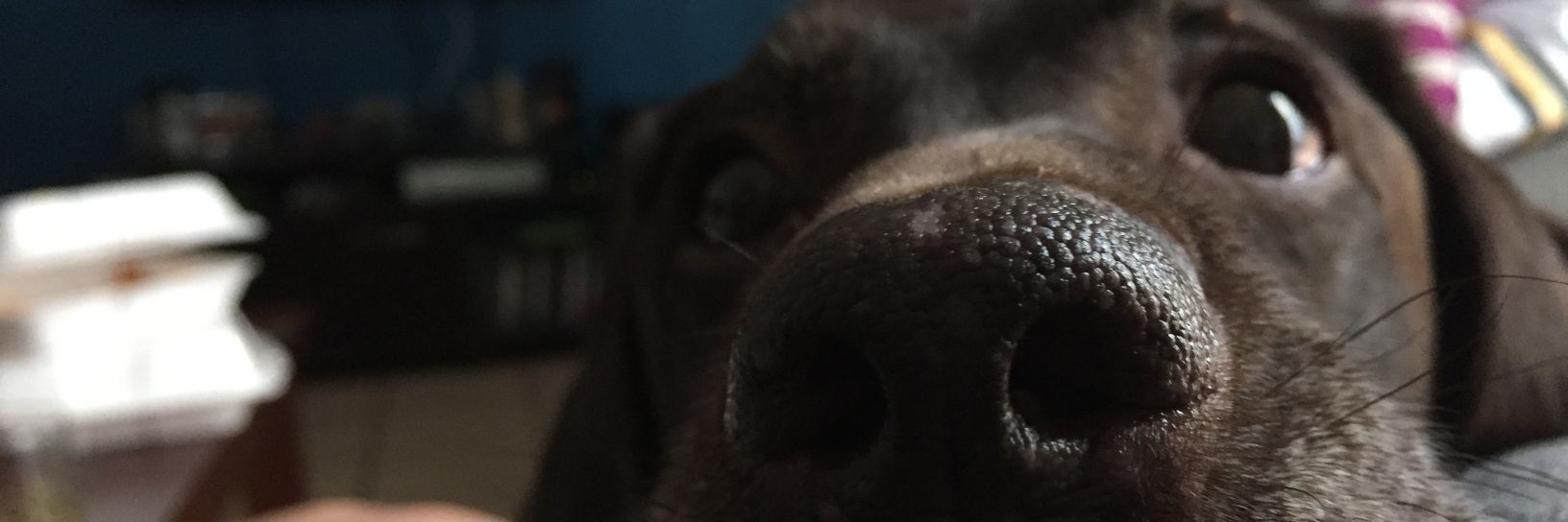 Swenjits's profile banner image