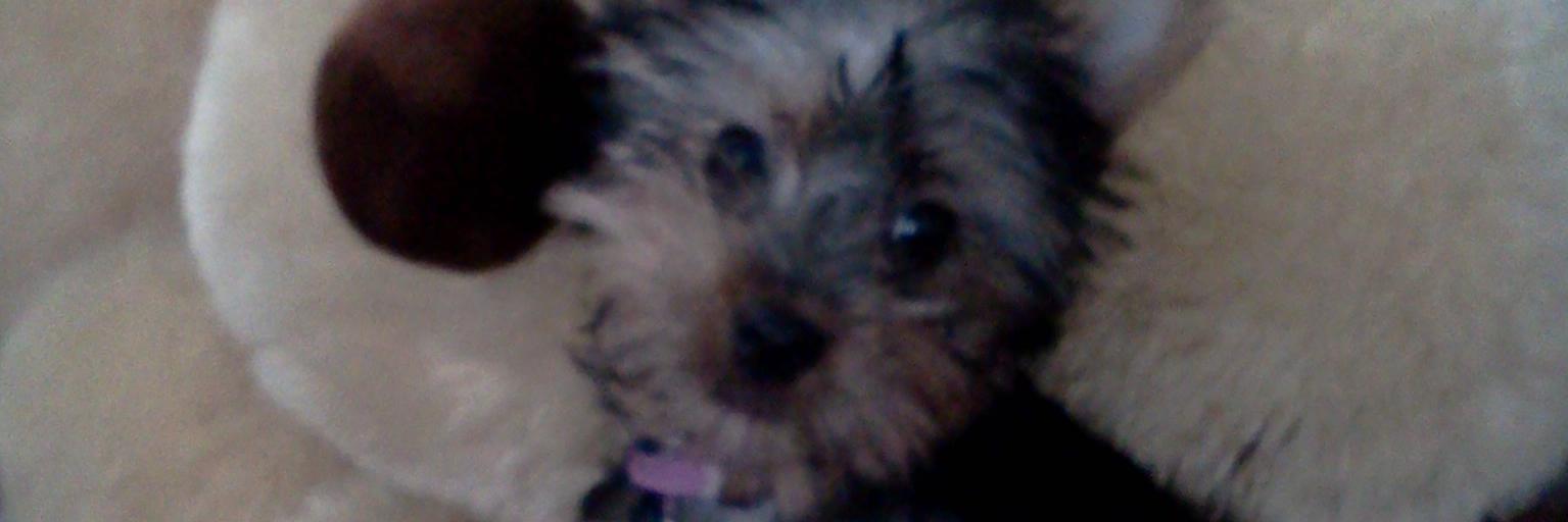 sussie2112's profile banner image
