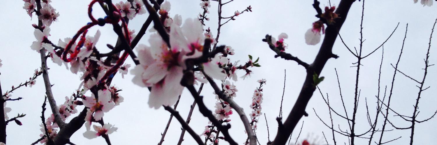 Sofia_farhat's profile banner image