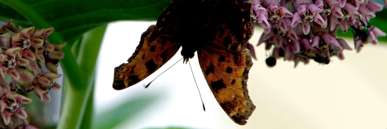 Jenifer L. Kramer banner