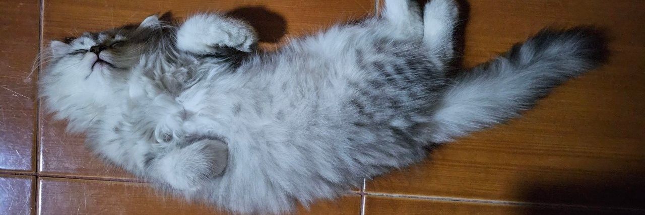 minimoneycat's profile banner image