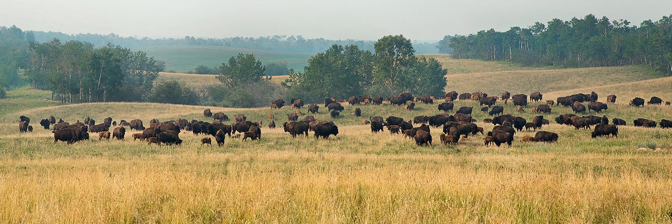 Noble Premium Bison banner