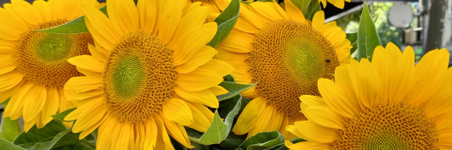 HeatherLeson's profile banner image