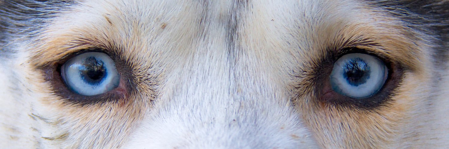 (((Jonathan Maas))) banner