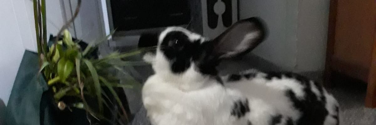 liniscar's profile banner image